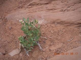 34 7x1. Canyonlands Murphy hike
