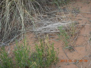 131 7x1. Canyonlands Murphy hike - Can you find the lizard?