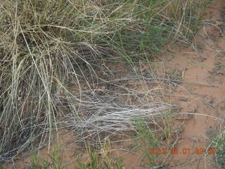 132 7x1. Canyonlands Murphy hike - Can you find the lizard?