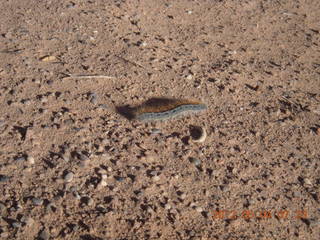 52 7x4. Mexican Mountain - caterpillar