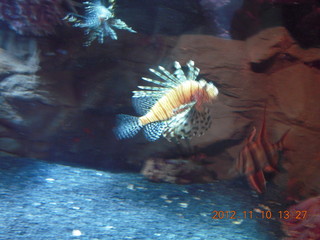 109 83a. Sydney Harbour - Manly aquarium