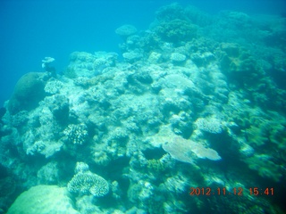 172 83c. (aaphoto) Great Barrier Reef tour - semi-sub
