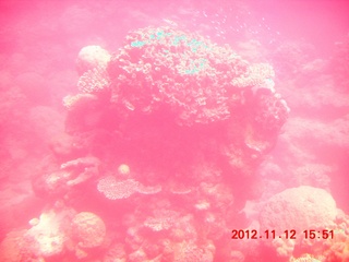 220 83c. (aaphoto) Great Barrier Reef tour - semi-sub