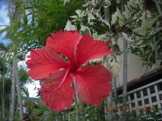 173 83d. Cairns, Australia - flower