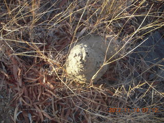 58 83e. total solar eclipse - termite mound