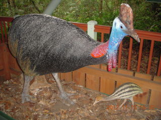 275 83f. rain forest tour - Skyrail stop 2 - cassowary model