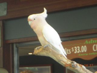 336 83f. Hartley's Crocodile Adventures - cockatoo