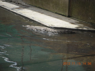 348 83f. Hartley's Crocodile Adventures - crocodile farm