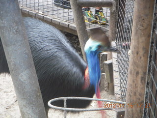 424 83f. Hartley's Crocodile Adventures - cassowary