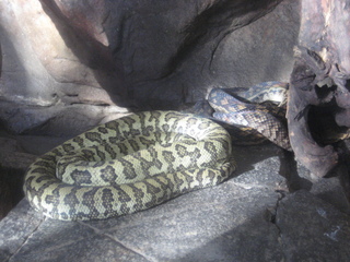 9 83h. Jeremy C photo - Cairns, Australia, casino ZOOm - snake