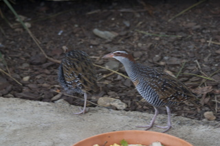45 83h. Jeremy C photo - Cairns, Australia, casino ZOOm - birds