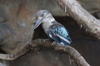 89 83h. Jeremy C photo - Cairns, Australia, casino ZOOm - bird