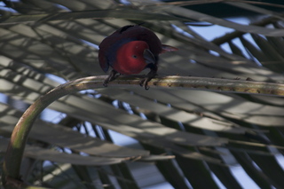 108 83h. Jeremy C photo - Cairns, Australia, casino ZOOm - bird