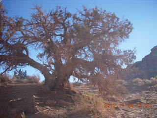 340 83q. Monument Valley tour - tree