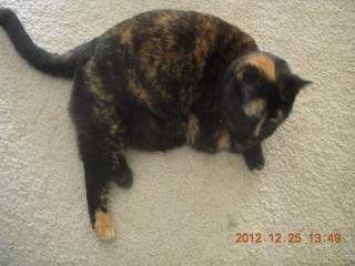 191 84r. my cat Maria when I got home