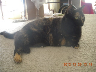 192 84r. my cat Maria when I got home