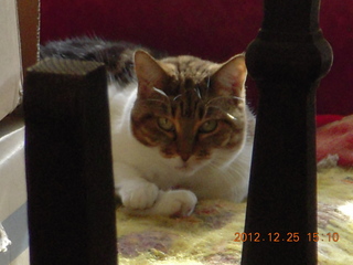 200 84r. my cat Penny peeking out from behind junk