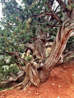 Sedona - Pink Jeep tour - cool tree