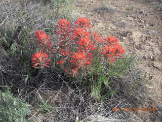 41 89r. Sand Wash airstrip - flowers