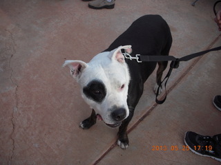 226 89r. Caveman Ranch - cute pooch