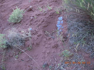 23 89s. Fisher Towers trail - blue flowers