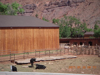 103 89s. Route 128 along the Colorado River - cows