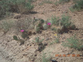 108 89t. Chicken Corner drive - red flowers