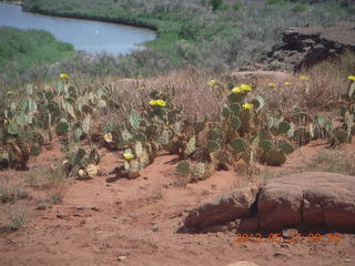 128 89t. Chicken Corner drive - yellow flowers
