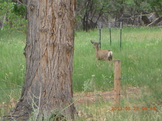 137 89u. Capitol Reef National Park - deer