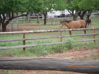 142 89u. Capitol Reef National Park - horse