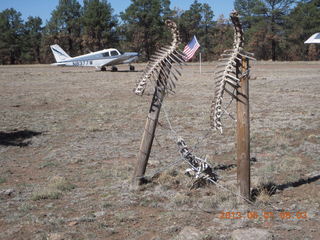Negrito work party - N8377W and spine sculpture