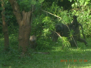 180 8f1. Uganda - Chobe Sarari Lodge