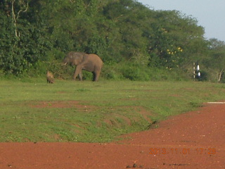 206 8f1. Uganda - Chobe Sarari Lodge - elephant at airstrip