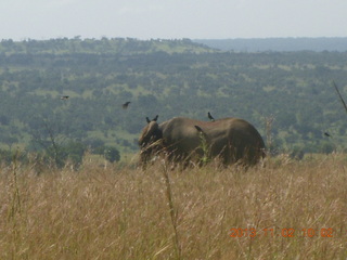 67 8f2. Uganda - drive to Murcheson Falls National Park - elephants