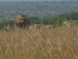 70 8f2. Uganda - drive to Murcheson Falls National Park - elephants