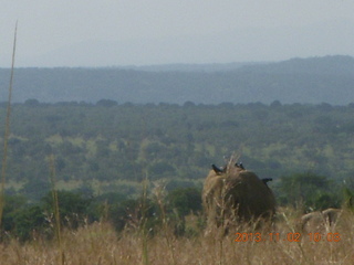 71 8f2. Uganda - drive to Murcheson Falls National Park - elephants