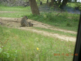 93 8f2. Uganda - Murcheson Falls National Park - baboon