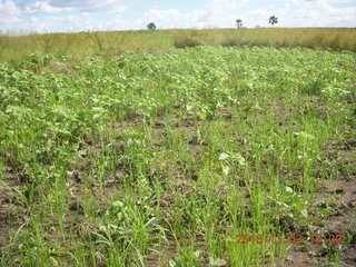 63 8f3. Uganda - eclipse site