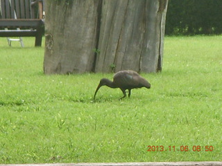 25 8f6. Uganda - Mountain of the Moon hotel - horn-bill bird