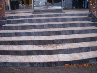 2 8f8. Uganda - Entebbe - Protea Hotel - dead bugs on steps in the rain