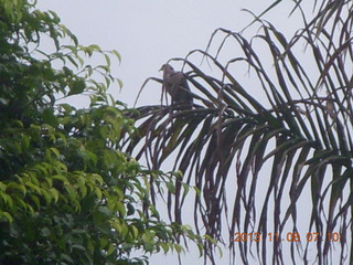 16 8f8. Uganda - Entebbe - Protea Hotel - bird