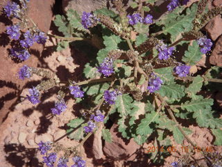 160 8mf. Canyonlands National Park - Lathrop hike