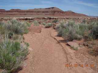 269 8mf. Canyonlands National Park - Lathrop hike