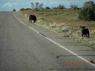 428 8mf. drive back from Canyonlands to Moab - cows