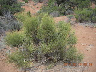 97 8mg. Arches National Park - Devil's Garden hike