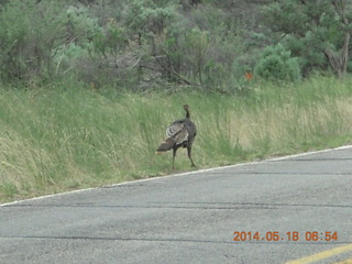 11 8mj. driving to Needles - walking bird