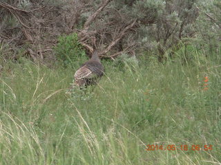 12 8mj. driving to Needles - walking bird