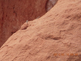 107 8mj. Canyonlands National Park - Needles - Elephant Hill + Chesler Park hike - lizard running away