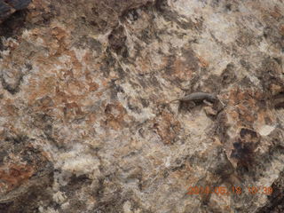 147 8mj. Canyonlands National Park - Needles - Elephant Hill + Chesler Park hike - lizard