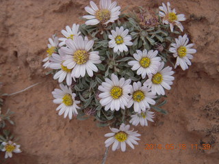 187 8mj. Canyonlands National Park - Needles - Elephant Hill + Chesler Park hike - flowers